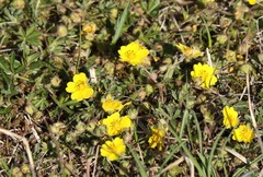 Potentilla pusilla