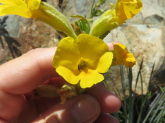 Diplacus clevelandii