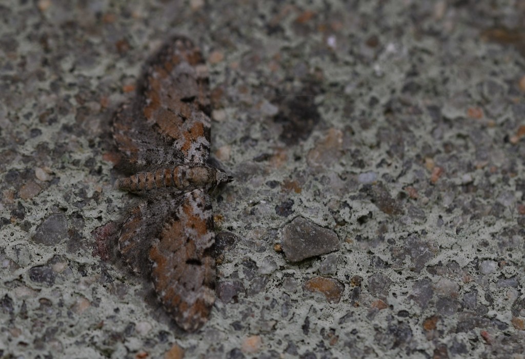 Eupithecia pantellata