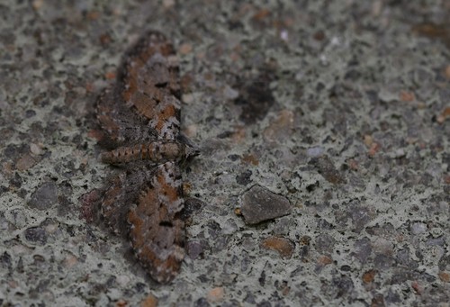 Eupithécie varoise
