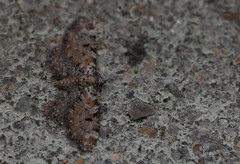 Eupithecia pantellata