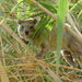 Syrian Rock Hyrax - Photo (c) Ron Frumkin, some rights reserved (CC BY-NC), uploaded by Ron Frumkin