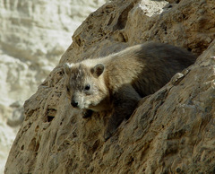 Procavia capensis habessinicus