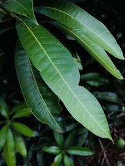 Mangifera indica