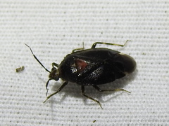 Deraeocoris sayi