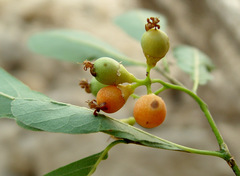 Cordia sinensis