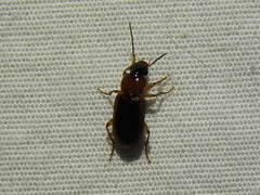 Stenolophus dissimilis