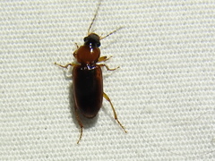 Stenolophus dissimilis