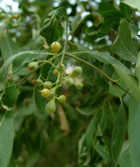 Cordia sinensis