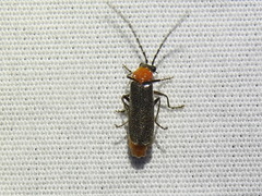 Ditemnus perforatus