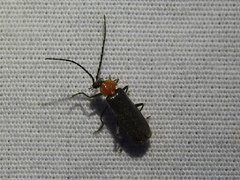 Ditemnus perforatus