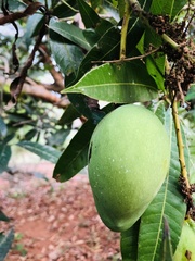 Mangifera indica
