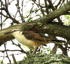 Campylorhynchus griseus