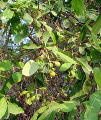 Cordia sinensis