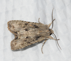 Lithophane disposita