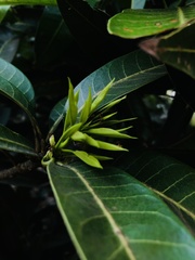 Mangifera indica