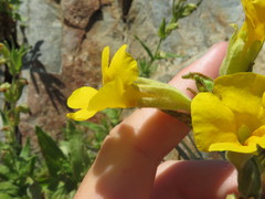 Diplacus clevelandii