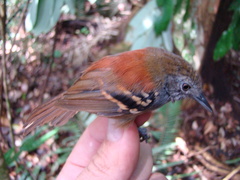 Epinecrophylla leucophthalma
