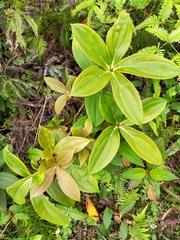 Medinilla formosana