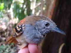 Epinecrophylla leucophthalma