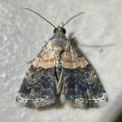 Tripudia dimidata