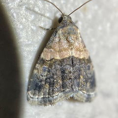Tripudia dimidata
