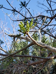 Bursera simaruba