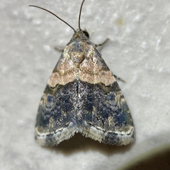 Tripudia dimidata