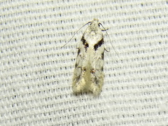 Pseudotelphusa palliderosacella