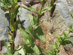 Diplacus clevelandii