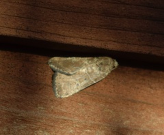 Elaphriini