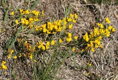 Cytisus pseudoprocumbens