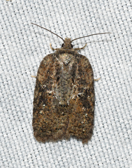 Acleris chalybeana
