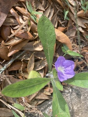 Ruellia ciliosa