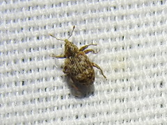 Conotrachelus recessus