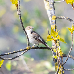 Ficedula hypoleuca