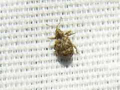 Conotrachelus recessus