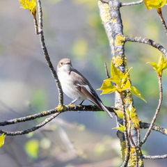 Ficedula hypoleuca