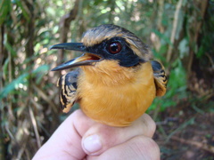 Myrmoborus myotherinus