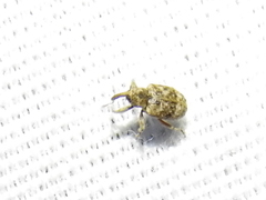 Conotrachelus recessus