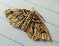 Austrocidaria parora