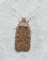Agonopterix clemensella