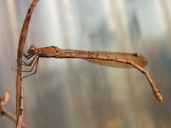 Indolestes peregrinus