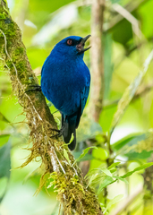 Diglossa indigotica