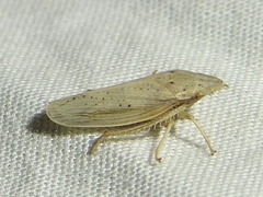 Prairiana