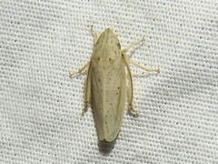 Prairiana