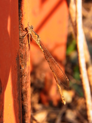 Indolestes peregrinus