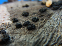 Annulohypoxylon truncatum