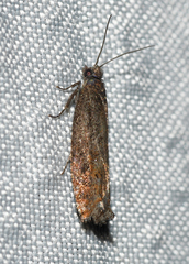 Pseudexentera mali