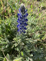 Lupinus micranthus